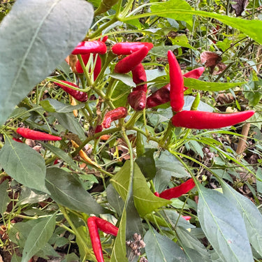 Thai Dragon - Seeds - The Pepper Pantry (Formerly Marie Sharp's)